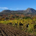 Falanghina: a volcanic white wine from Campania and its connection with the Mediterranean coast