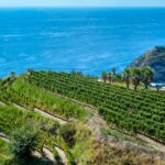 Casa D’Ambra and the Volcanic Wine Identity of Ischia