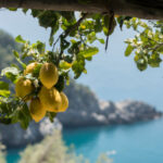 The lemons of the Amalfi Coast: landscape, cultivation, and local identity