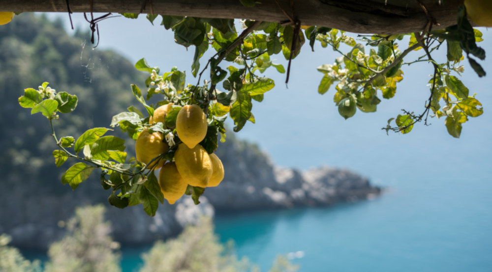 The lemons of the Amalfi Coast: landscape, cultivation, and local identity